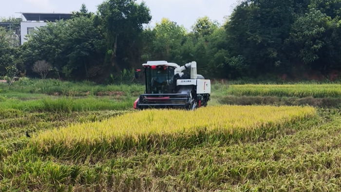 XR720跨区水稻机，高效作业促丰收
