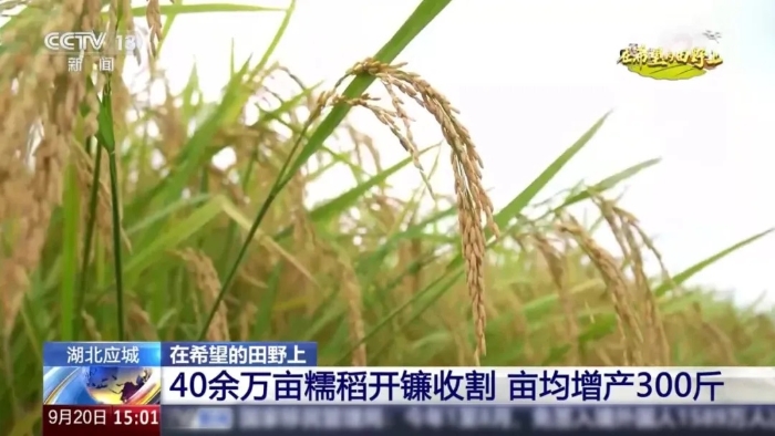央视聚焦！总这台“收稻神器”刷屏湖北田野